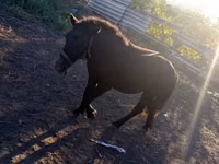 公马, Horses — 照片 5