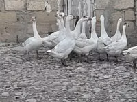 Geese — الصورة 1