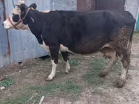गाय, Russian Black pied cattle — फ़ोटो 2