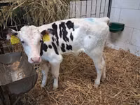 Bulle, Russian Black pied cattle — Foto 1