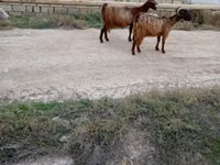 Billy Goat, Goats — photo 2