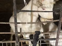 Ямаа, Dutch Landrace goats — 1 зураг