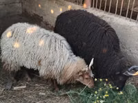 Хонь, Racka sheep — 1 зураг