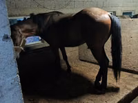 घोड़ा, Arabian horse — फ़ोटो 1