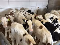 公牛, Simmental cattle — 照片 4
