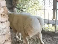 मेढ़ा, Rhon sheep — फ़ोटो 2