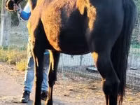 Horse (M), Nonius horse — photo 2