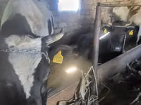 सांड, Russian Black pied cattle — फ़ोटो 1