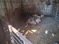 Säue, Schweine — Foto 5