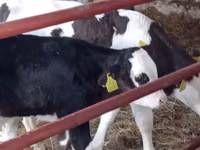 أبقار (دفعة، الجنس غير محدد), Russian Black pied cattle — الصورة 1
