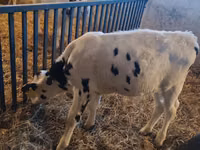 ثور, Russian Black pied cattle — الصورة 4