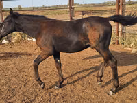 马匹（批次，未指定性别）, Karachay horse — 照片 2
