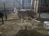 母羊, Afghan Arabi sheep — 照片 2