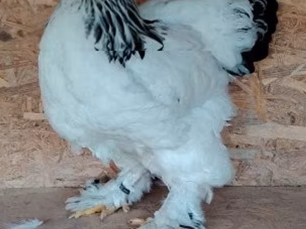 Brahma