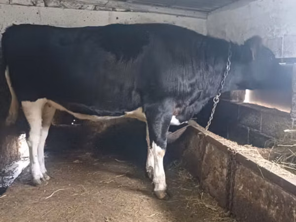 Cow, Russian Black pied cattle