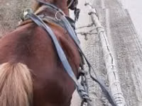 Caballo, Caballos — foto 1