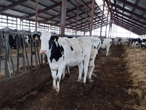 Cow, Swiss cattle