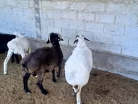 كبش, الأغنام — الصورة 3