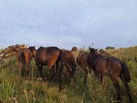 Horses (batch, sex not specified), Kazakh horse — photo 1