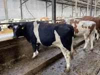 Үнээ, Russian Black pied cattle — 4 зураг