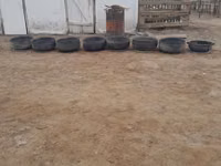 Малга астау, гул егуге де болад — 4 зураг