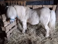 Horse (M), Horses — photo 1