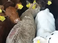 ثور, Simmental cattle — الصورة 5