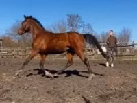Адуу, Shagya — 3 зураг