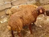 मेढ़ा, भेड़ — फ़ोटो 2