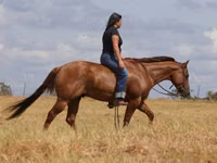 Horse (M), Quarter Horse — photo 3