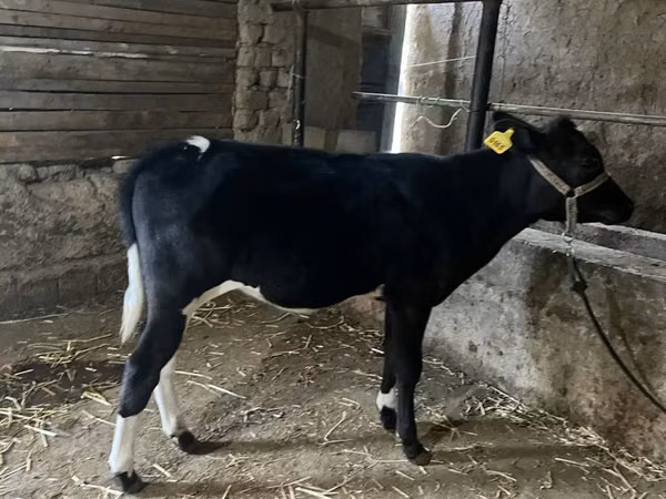 牛只（批次，未指定性别）, Russian Black pied cattle