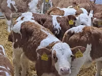 أبقار (دفعة، الجنس غير محدد), Simmental cattle — الصورة 1