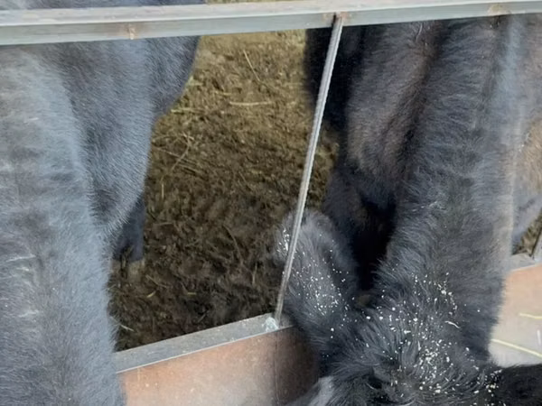 Toro, Aberdeen-Angus