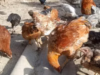 Chickens — photo 1