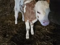 Toro, Simmental cattle — foto 1