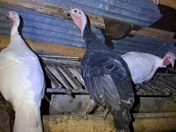 Turkeys