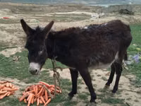 Caballos (lote, sexo no especificado), Caballos — foto 3