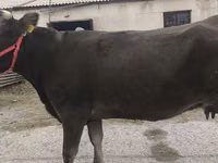 母牛, Alatau breed — 照片 2