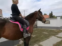घोड़ी, Hungarian horse breed — फ़ोटो 3