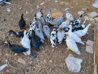 pato criollo doméstico — foto 6