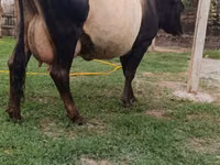 Cow, Cattle — photo 2