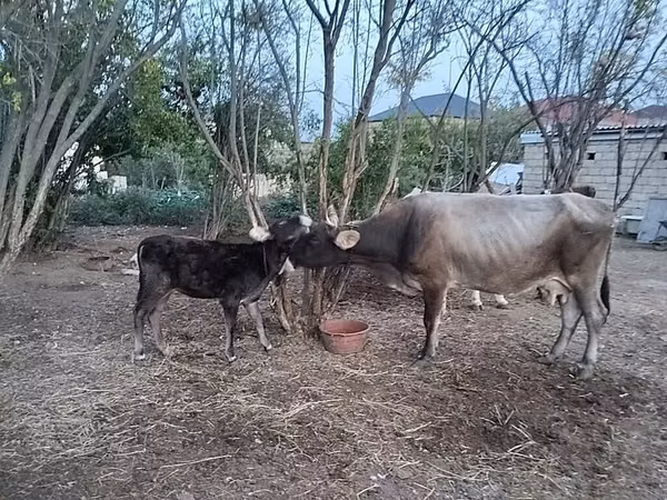 Vaca, Raza rojo-moteada