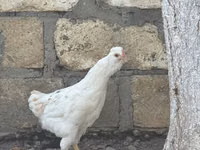 Ameraucana — photo 6