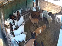 Goat, Saanen goat — photo 4
