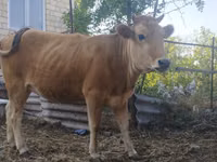 Cow, Caucasian Brown Cow — photo 2