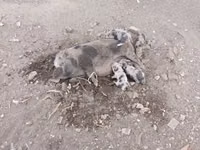 母猪, Pigs — 照片 1