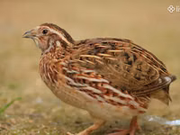 Quails — 照片 2