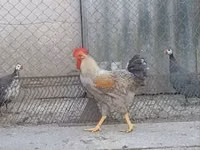 Chickens — 4 зураг