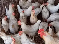 Chickens — الصورة 5