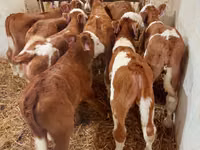 Bulle, Simmental cattle — Foto 2
